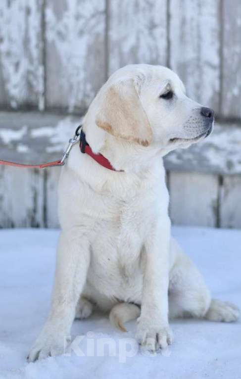 Собаки в Задонске: Девочка Лабрадора Девочка, 65 000 руб. - фото 3