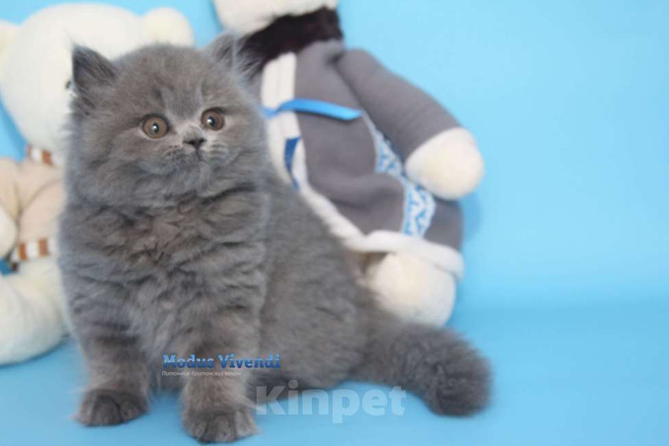 Кошки в Москве: Нежнейшая британочка Девочка, 30 000 руб. - фото 3