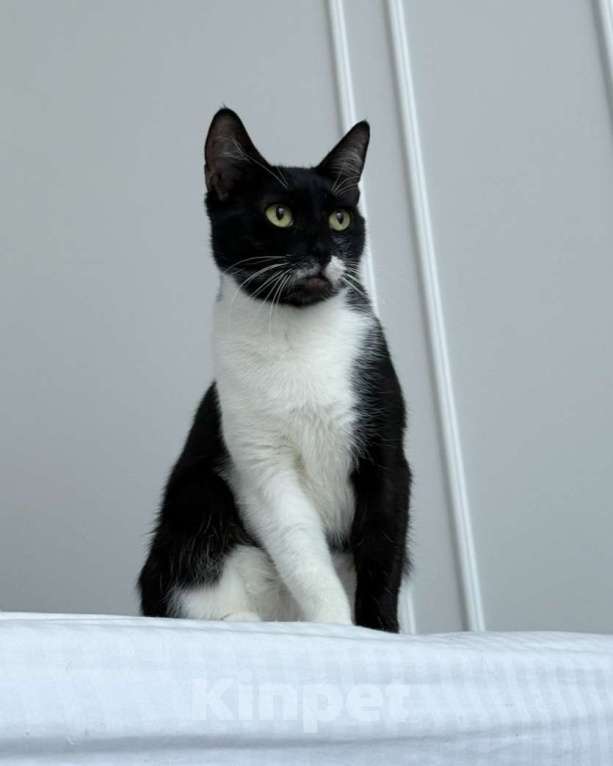 Кошки в Москве: Печенька ищет дом  Девочка, Бесплатно - фото 2