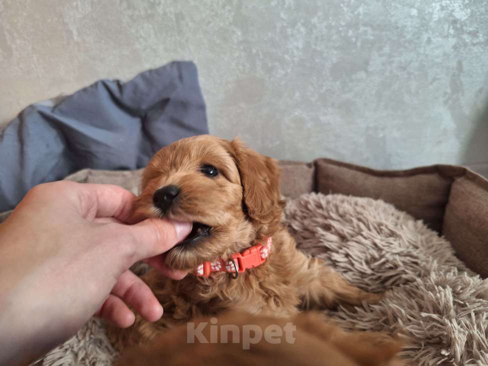 Собаки в Тюмени: Карликовый пудель  Девочка, 65 руб. - фото 2