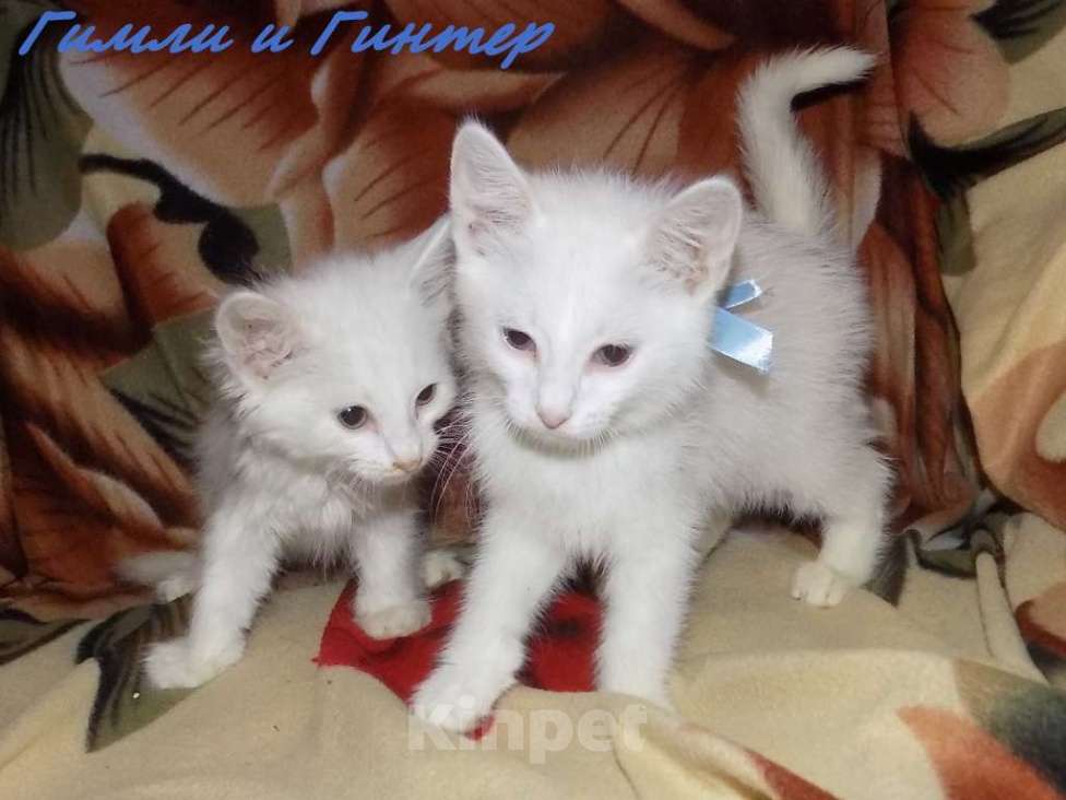 Кошки в Москве: Котята турецкой ангоры Мальчик, 10 000 руб. - фото 9