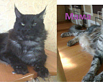 Кошки в Болхове: Котята мейн кун., 12 000 руб. - фото 8