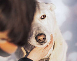 Собаки в Москве: Пес-компаньон Амур ищет дом! Мальчик, 10 руб. - фото 8
