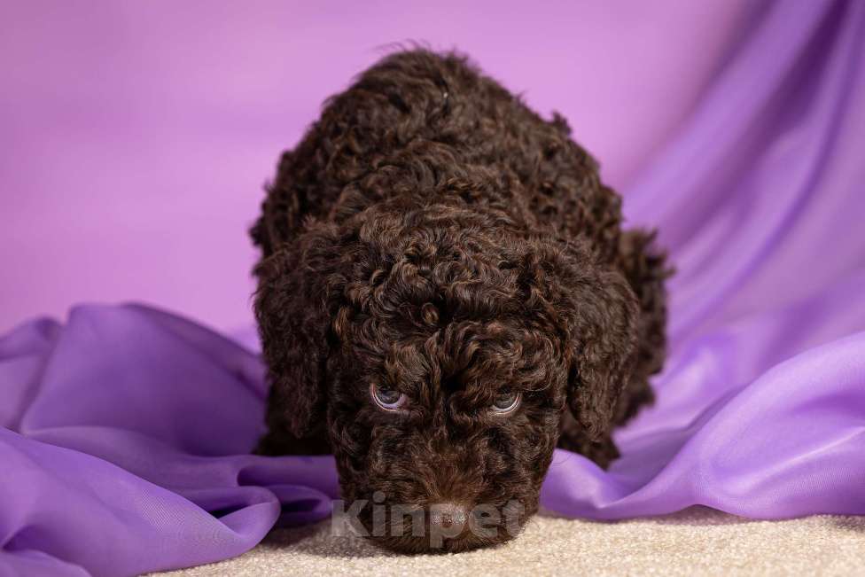 Собаки в Москве: EGELMEISTER Мальчик, 120 000 руб. - фото 5