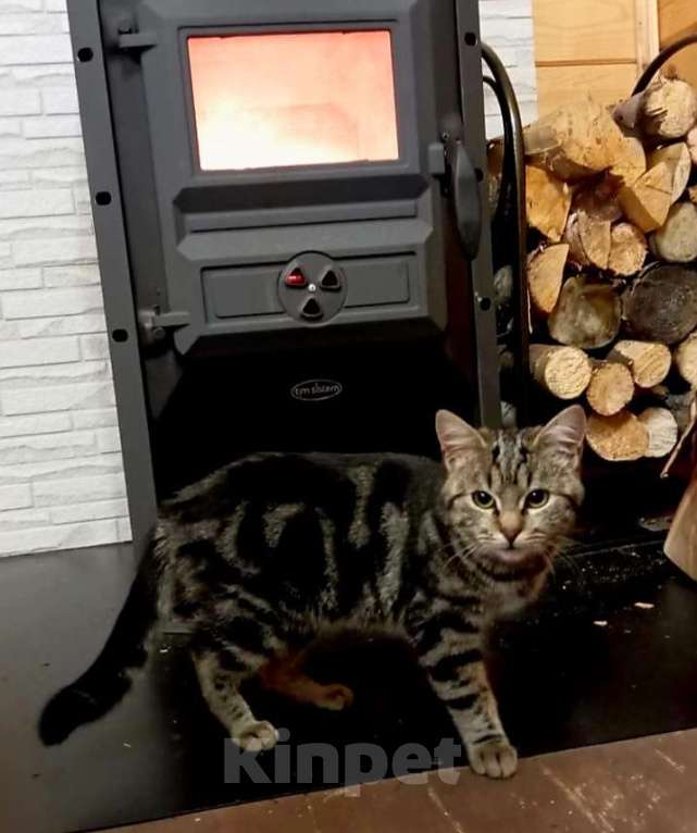 Кошки в Санкт-Петербурге: Шикарный котёнок ищет дом. Мальчик, Бесплатно - фото 4