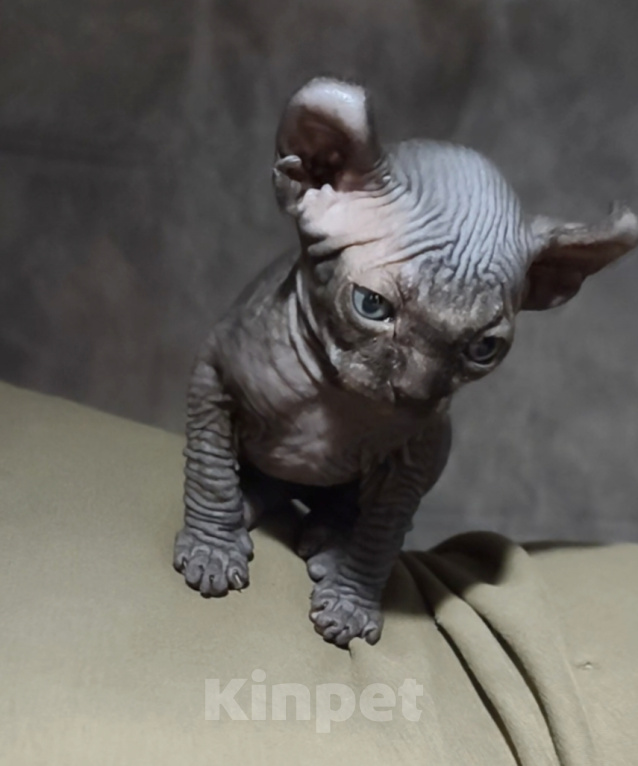 Кошки в Нижнем Новгороде: Котенок эльф Мальчик, 25 000 руб. - фото 4