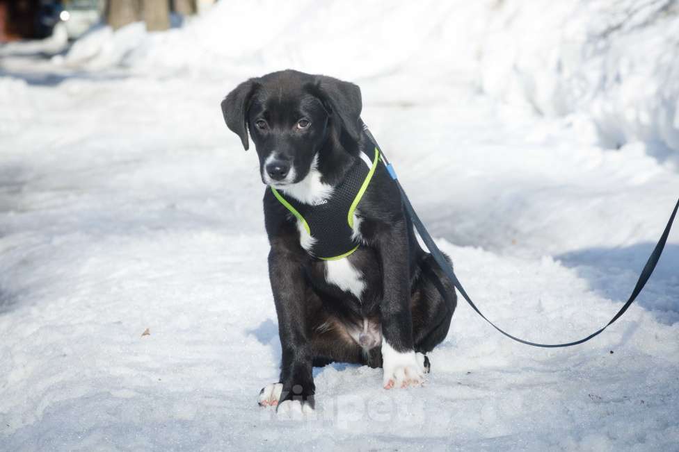 Собаки в Москве: Английский пойнтер щенок мальчик Мальчик, 22 руб. - фото 6