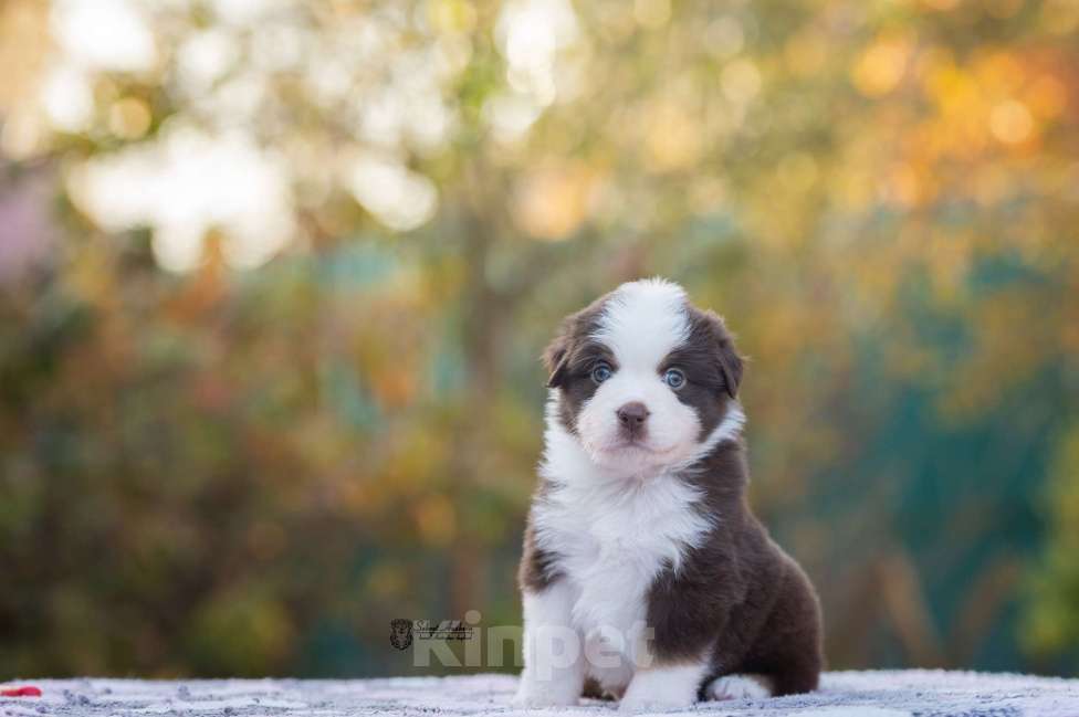 Собаки в Москве: Миниатюрная американская овчарка (мини-аусси) Мальчик, 150 000 руб. - фото 5