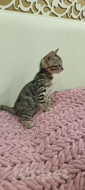 Кошки в других городах Свердловской области: Бенгальский котёнок Девочка, Бесплатно - фото 2