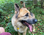 Собаки в других городах Ленинградской области: Помогите найти собаку! Мальчик, 10 000 руб. - фото 3
