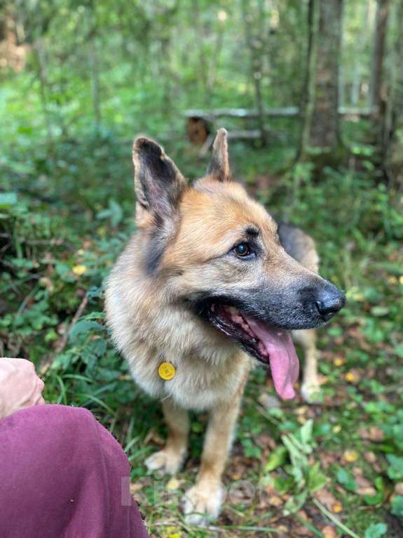 Собаки в других городах Ленинградской области: Помогите найти собаку! Мальчик, 10 000 руб. - фото 3