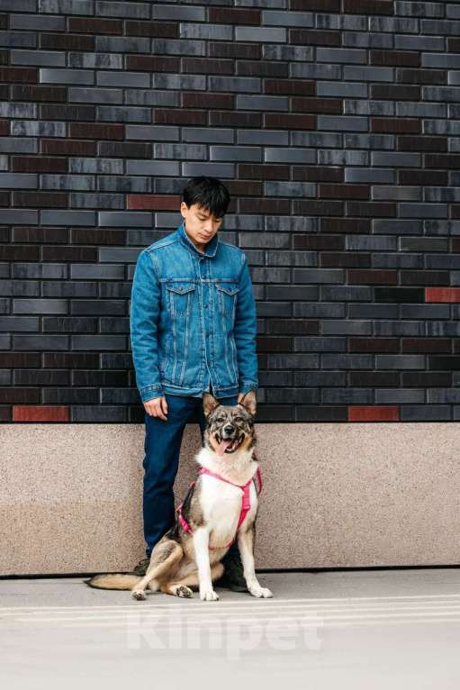 Собаки в Москве: Ураган Маруф в поисках своего человека! Девочка, Бесплатно - фото 6