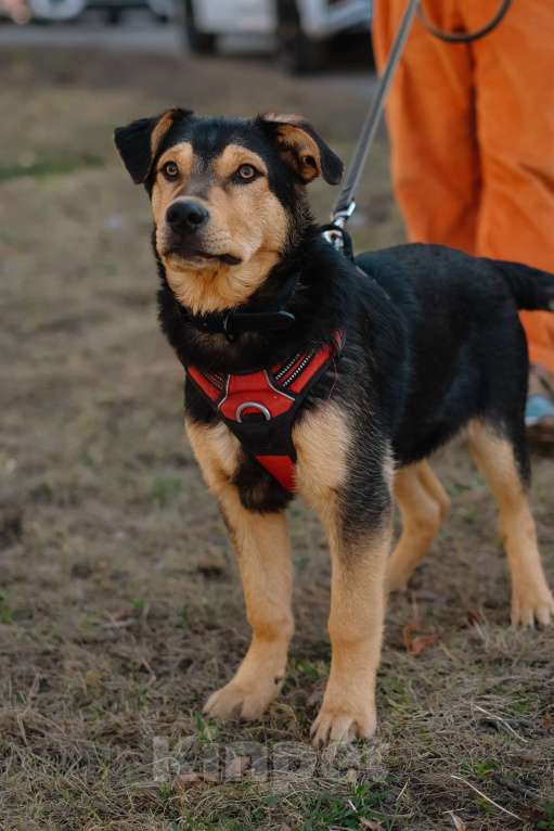 Собаки в Санкт-Петербурге: Гарри из приюта в добрые руки Мальчик, Бесплатно - фото 6