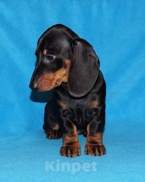 Собаки в Иваново: Такса стандартная г-ш. РКФ Мальчик, Бесплатно - фото 6