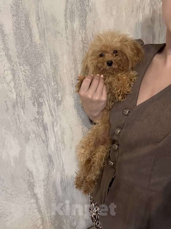 Собаки в Москве: Микро взрослый пудель Мальчик, 300 000 руб. - фото 2