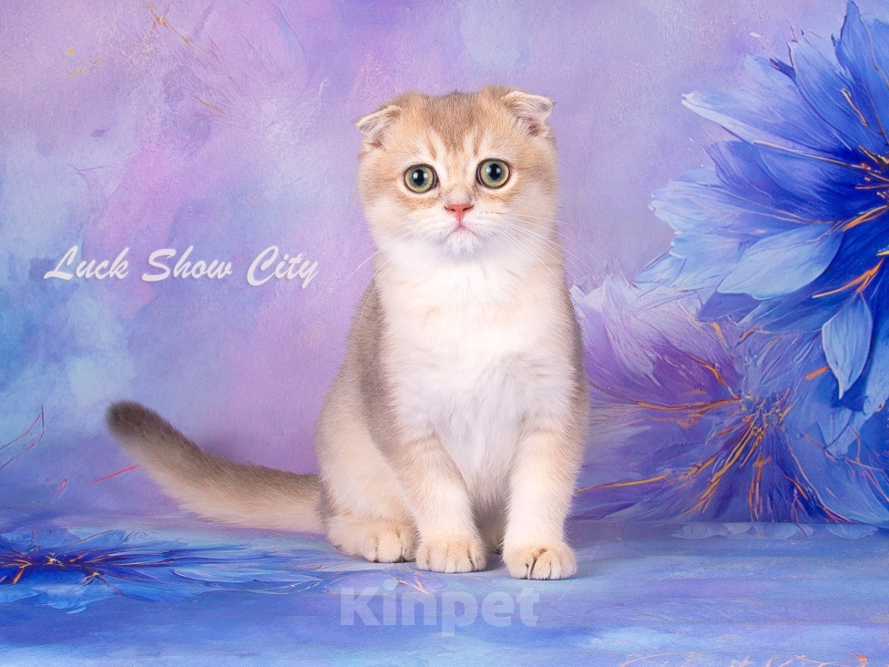 Кошки в Санкт-Петербурге: Голубое золото кот 🐈 скоттиш-фолд Мальчик, 30 000 руб. - фото 8