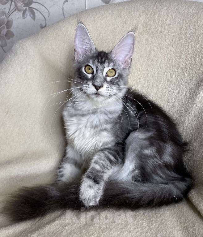 Кошки в Дмитрове: Черная серебристая мраморная девочка мейн кун Roberta Девочка, 30 000 руб. - фото 5