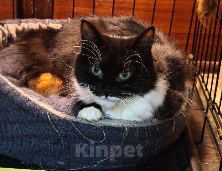 Кошки в Санкт-Петербурге: Кошка в добрые руки Девочка, Бесплатно - фото 2