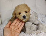 Собаки в Москве: Мальтипу Тедди девочка  Девочка, 110 000 руб. - фото 3