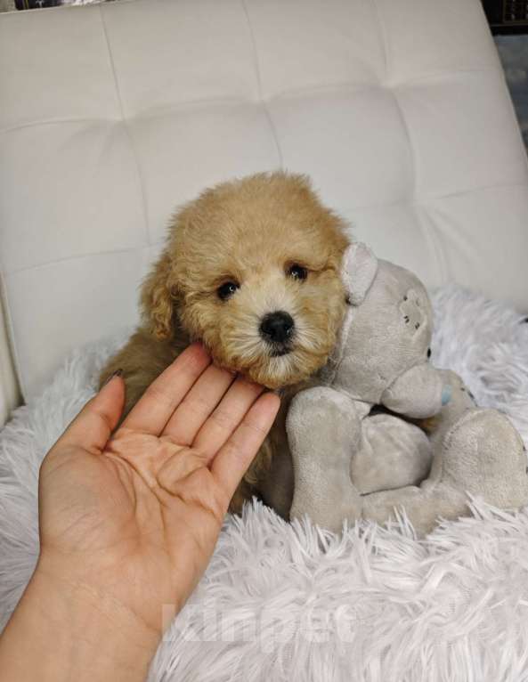 Собаки в Москве: Мальтипу Тедди девочка  Девочка, 110 000 руб. - фото 3