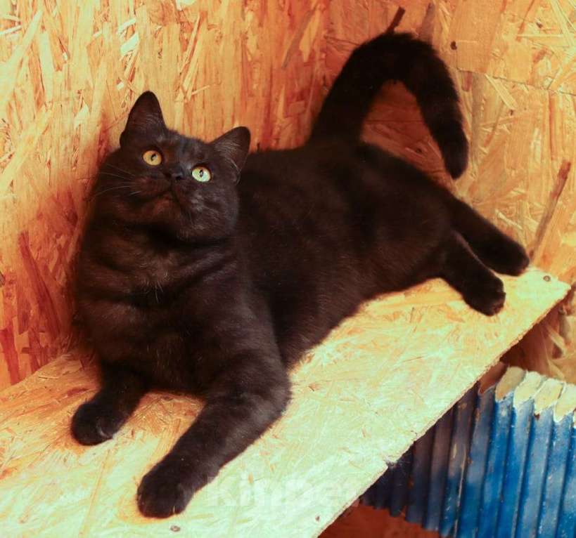 Кошки в Москве: Котик Тимоша в поисках семьи Мальчик, Бесплатно - фото 5