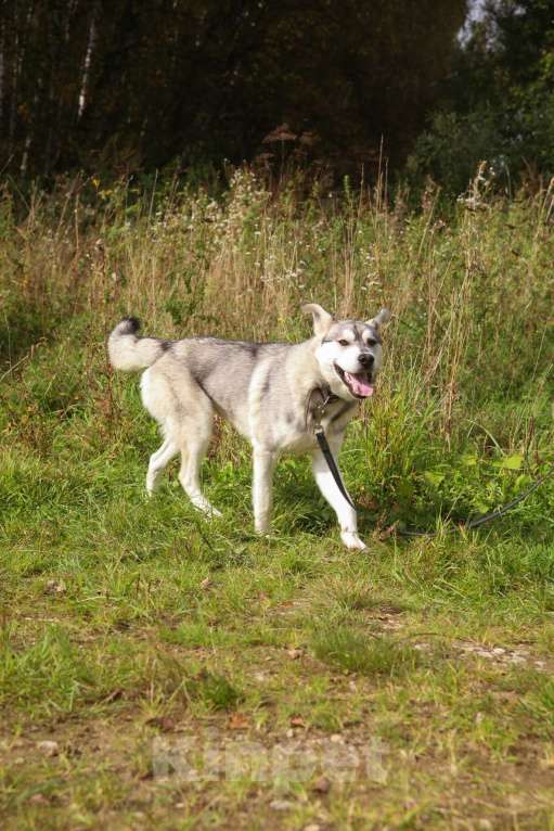 Собаки в Москве: Серенький, метис хаски Мальчик, Бесплатно - фото 5
