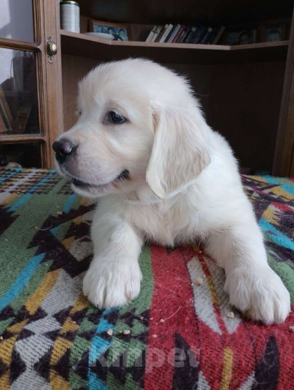 Собаки в Москве: Высокопородные щенки золотистого ретривера от выставочных родителей Девочка, Бесплатно - фото 3