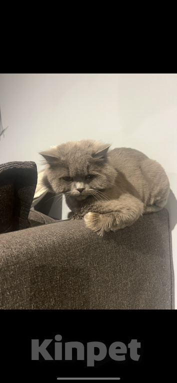 Кошки в Краснодаре: Потерялась Британка центр Краснодара Девочка, 3 000 руб. - фото 2