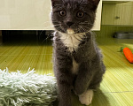 Кошки в Москве: Котенок в добрые руки Девочка, Бесплатно - фото 3
