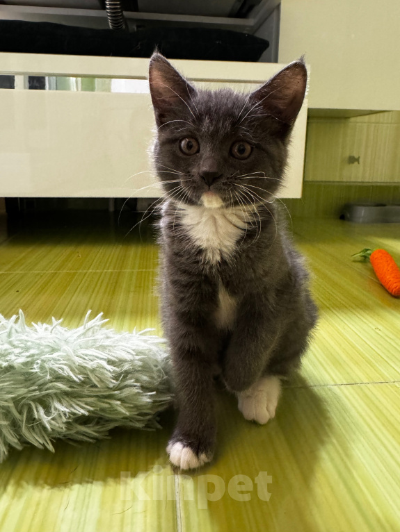 Кошки в Москве: Котенок в добрые руки Девочка, Бесплатно - фото 3