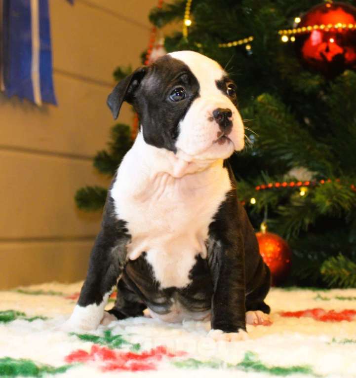 Собаки в других городах Московской области: Девочка американского стаффордширского терьера Девочка, 60 000 руб. - фото 3