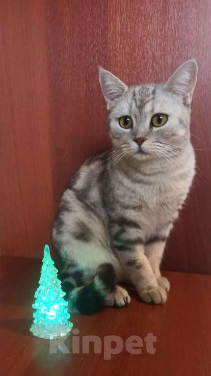 Кошки в других городах Московской области: Ляля для ответственного и заботливого человека Девочка, Бесплатно - фото 3