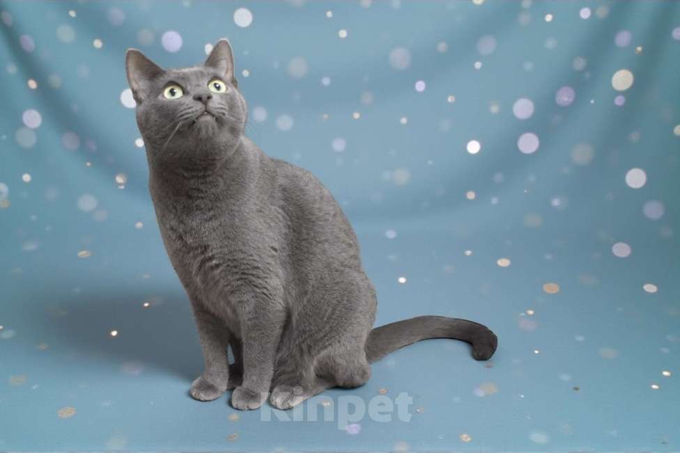 Кошки в Москве: Ищу дом для котика Ластика!❤️ Мальчик, 500 руб. - фото 1