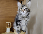 Кошки в Анапе: Продам котят породы Мейн-Кун Девочка, 25 000 руб. - фото 5