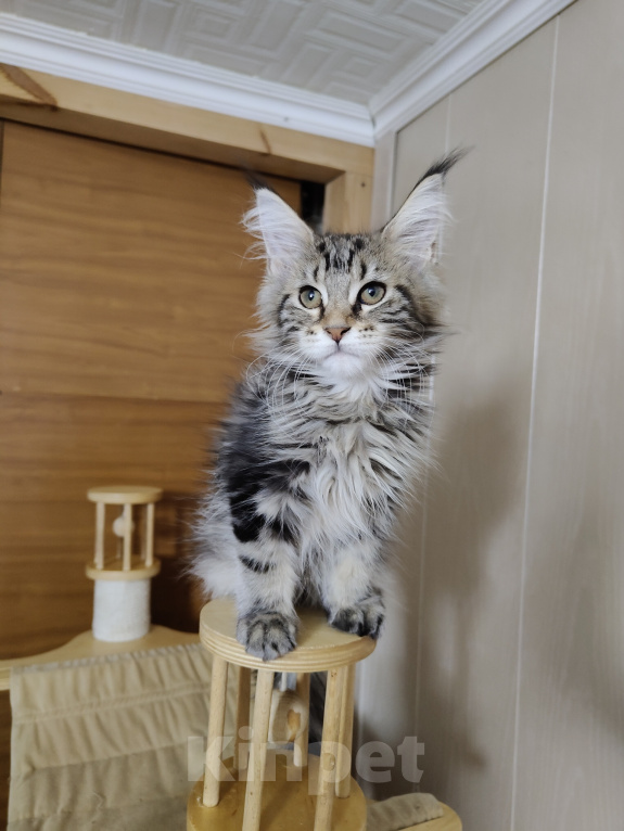 Кошки в Анапе: Продам котят породы Мейн-Кун Девочка, 25 000 руб. - фото 5