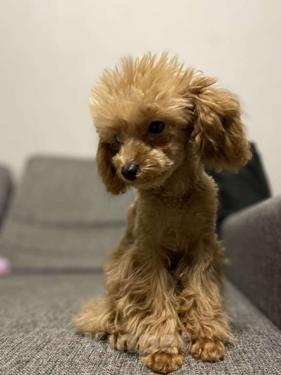 Собаки в Волгограде: Продам собачку Мальтипу  Девочка, 55 000 руб. - фото 1