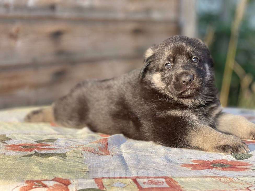 Собаки в других городах Ленинградской области: Сука ВЕО от Гордость Питера Церри Бой х Гроза Девочка, 40 000 руб. - фото 8