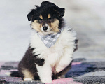 Собаки в Челябинске: Триколорный щенок колли длинношерстного Мальчик, Бесплатно - фото 5