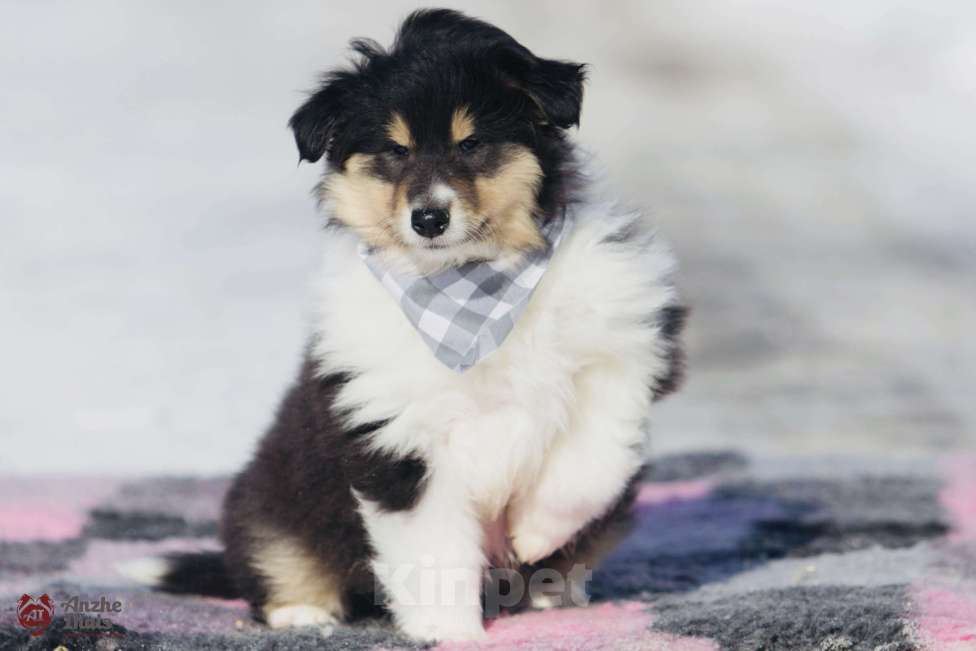 Собаки в Челябинске: Триколорный щенок колли длинношерстного Мальчик, Бесплатно - фото 5