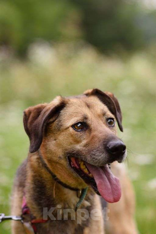 Собаки в Москве: Ясфира Девочка, Бесплатно - фото 1