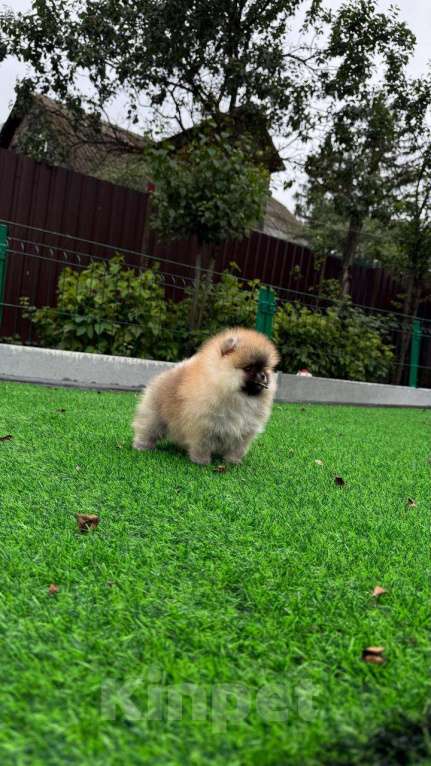 Собаки в Лобне: Малышка Девочка, Бесплатно - фото 6