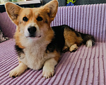 Собаки в Воронеже: Вельш корги триколор девочка Девочка, 30 000 руб. - фото 5