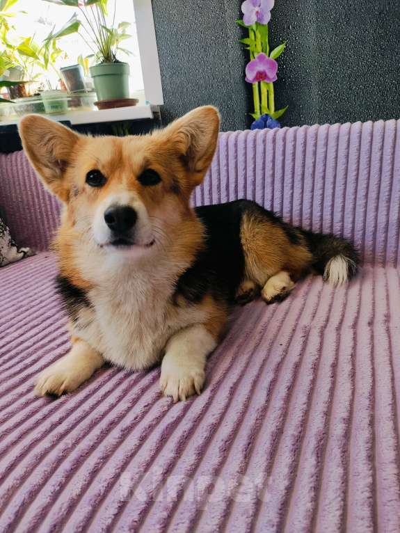 Собаки в Воронеже: Вельш корги триколор девочка Девочка, 30 000 руб. - фото 5