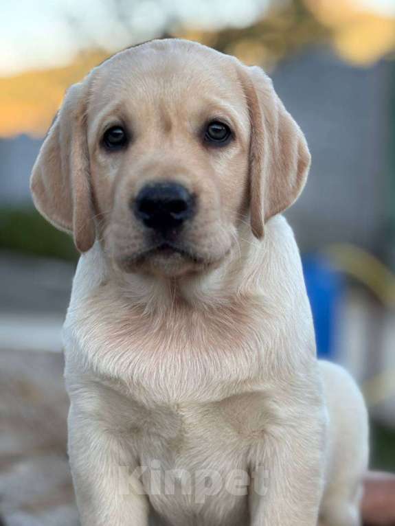 Собаки в Симферополе: Щенок лабрадора с зеленой лентой Мальчик, 80 000 руб. - фото 4