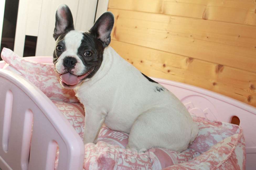 Собаки в Москве: Французская элита Девочка, 100 000 руб. - фото 6