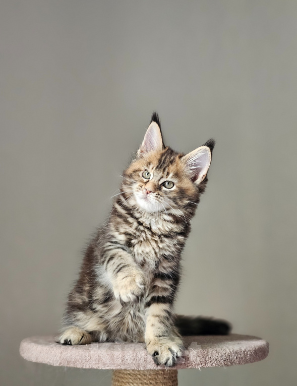 Кошки в Домодедово: Девочка мейн-кун Девочка, 50 000 руб. - фото 4