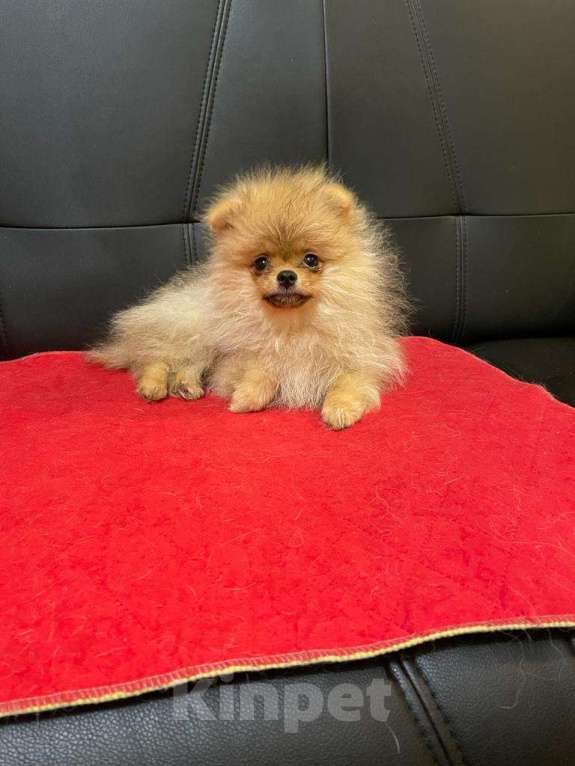 Собаки в Москве: Померанский  шпиц  - Роскошная  Малышка Девочка, 60 000 руб. - фото 2