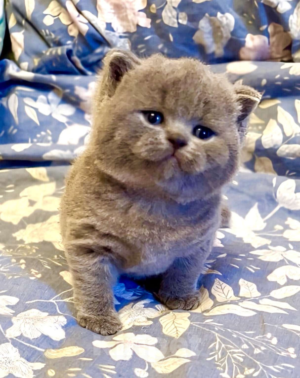 Кошки в Москве: Британские элитные котята  Мальчик, Бесплатно - фото 1