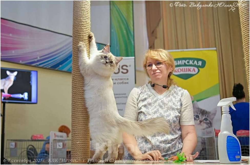 Кошки в Астрахани: Котята от чемпиона мира по системе wcf Мальчик, Бесплатно - фото 5