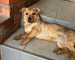 Собаки в Москве: Маленькая собачка Девочка, Бесплатно - фото 1